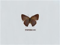 藏品(堇彩燕灰蝶)的圖片